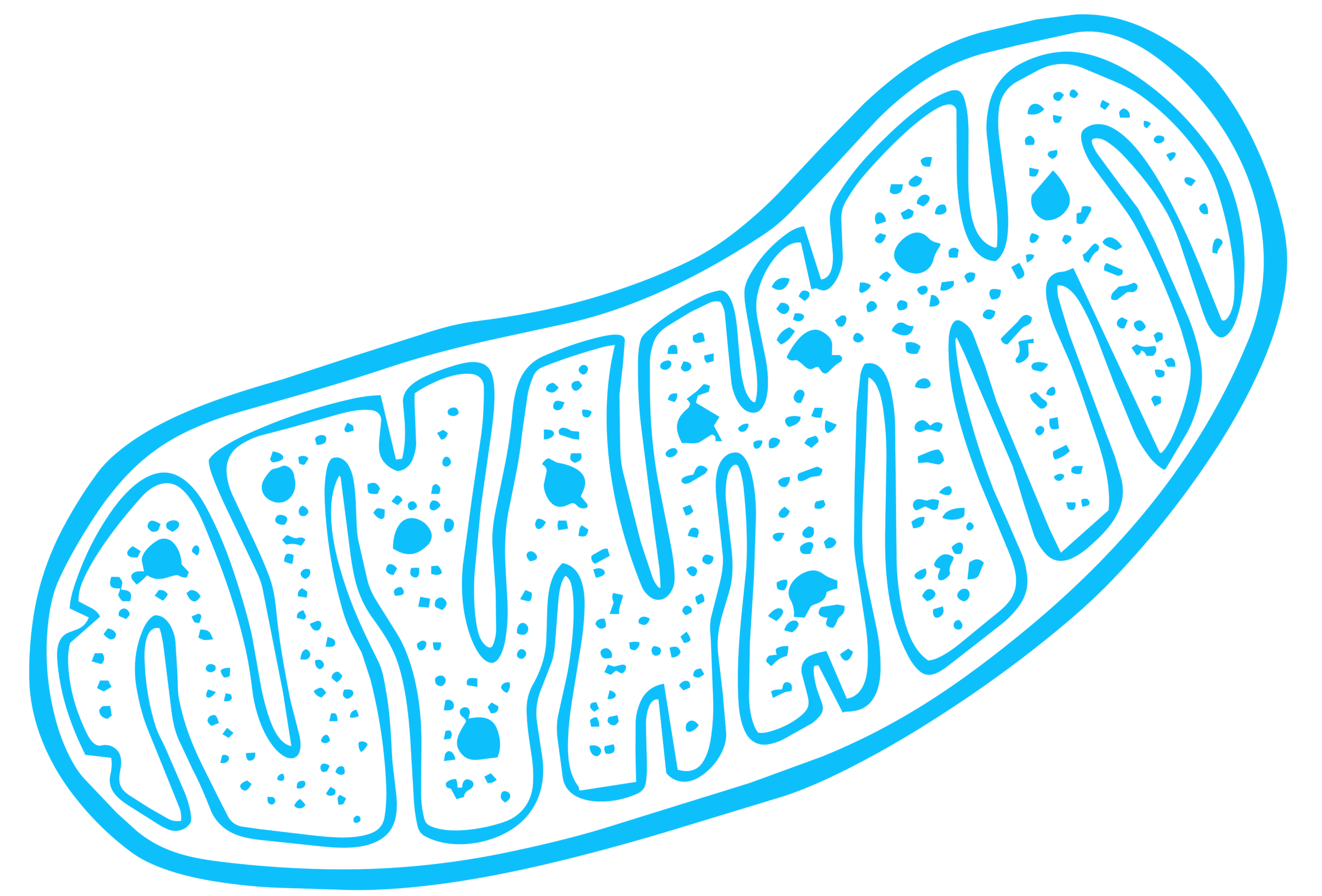 mitochondria