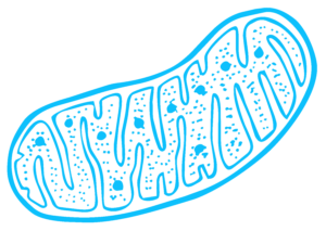mitochondria